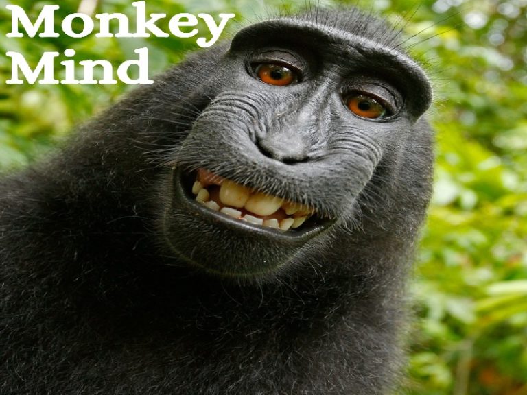 Got Monkey Brain? Learn how to Take Control of Monkey Mind!